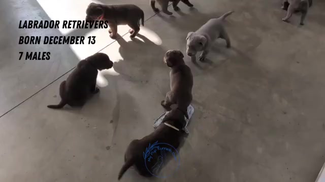 Video preview image #3 Labrador Retriever Puppy For Sale in GOSHEN, IN, USA