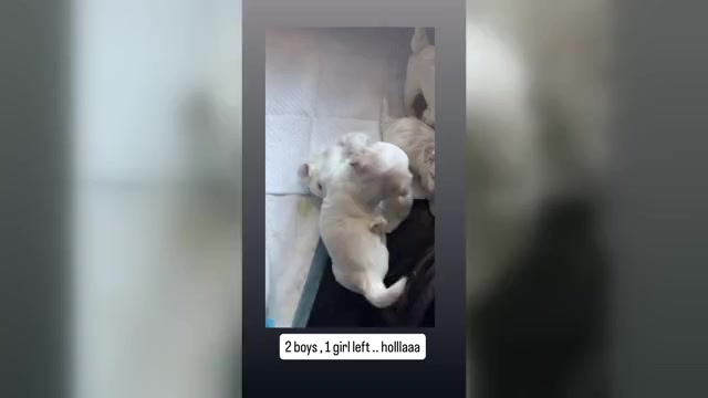 Video preview image #4  Breeder Profile in SAN JOSE, CA, USA