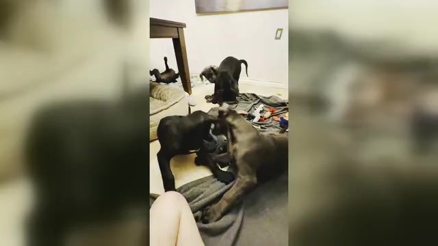 Video preview image #2 Cane Corso Puppy For Sale in WOODLAND HILLS, CA, USA
