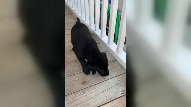 Video preview image #3 Labrador Retriever Puppy For Sale in SPOTSYLVANIA, VA, USA