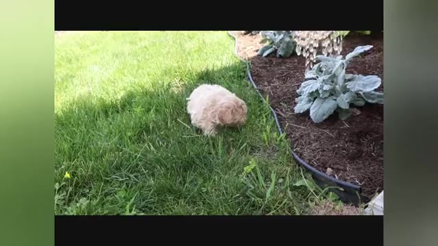 Video preview image #1 ShihPoo Puppy For Sale in CANTON, OH, USA