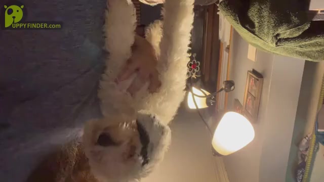 Video preview image #1  Breeder Profile in CONNEAUT, OH, USA