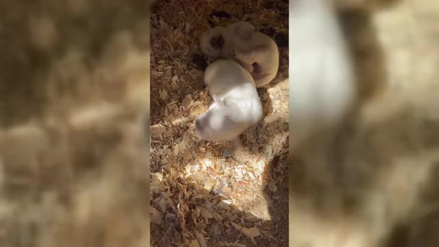 Video preview image #2 Labrador Retriever Puppy For Sale in ALL HEALING SPRINGS, NC, USA