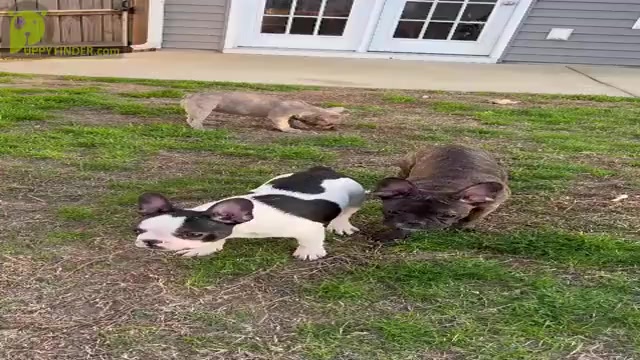 Video preview image #1 French Bulldog Puppy For Sale in WEST COLUMBIA, SC, USA