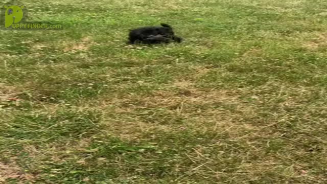 Video preview image #16 Schnauzer (Miniature) Puppy For Sale in WARSAW, IN, USA