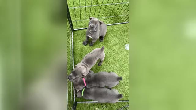 Video preview image #1  Breeder Profile in JOLIET, IL, USA