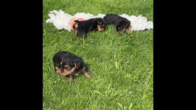 Video preview image #1 Yorkshire Terrier Puppy For Sale in ROCK STREAM, NY, USA
