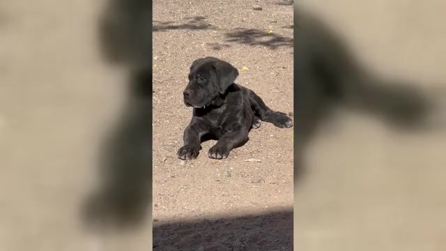 Video preview image #1 Mastiff Puppy For Sale in DEMING, NM, USA