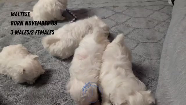 Video preview image #4 Maltese Puppy For Sale in GOSHEN, IN, USA
