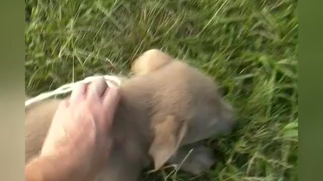 Video preview image #1 German Shepherd Dog Puppy For Sale in PIEDMONT, MO, USA