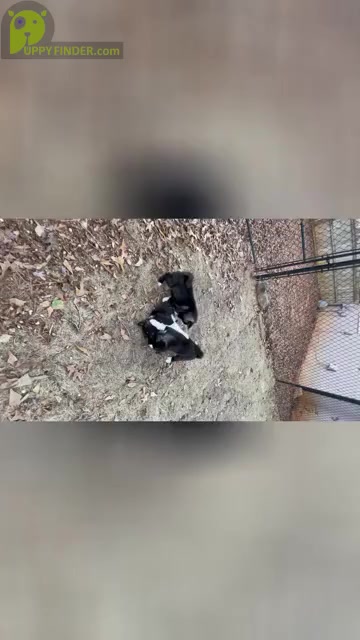 Video preview image #4  Breeder Profile in MCDONOUGH, GA, USA