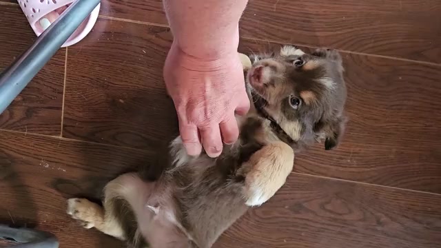 Video preview image #1 Miniature Australian Shepherd Puppy For Sale in WALLER, TX, USA