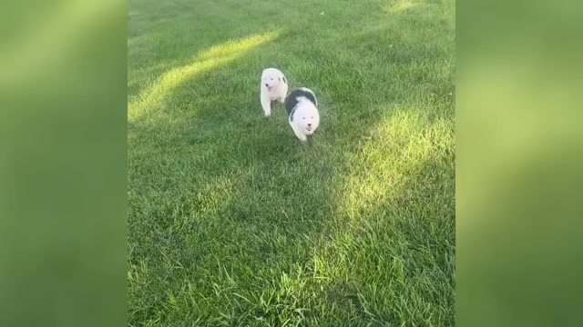 Video preview image #5 Old English Sheepdog Puppy For Sale in KEWANEE, IL, USA