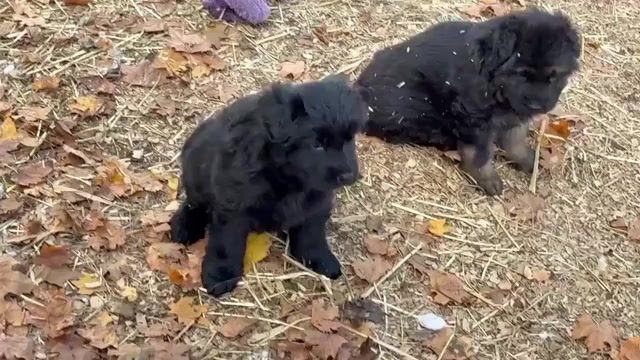 Video preview image #2 German Shepherd Dog Puppy For Sale in NEWVILLE, PA, USA