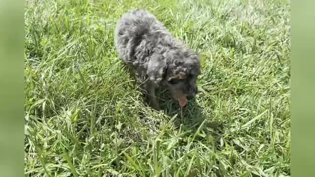 Video preview image #1 Poodle (Miniature) Puppy For Sale in WARSAW, IN, USA