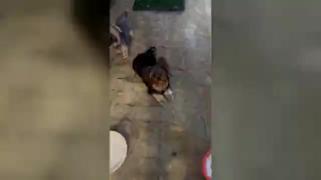 Video preview image #2  Breeder Profile in RIVERSIDE, CA, USA