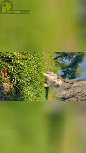 Video preview image #1 Miniature Australian Shepherd Puppy For Sale in TONASKET, WA, USA