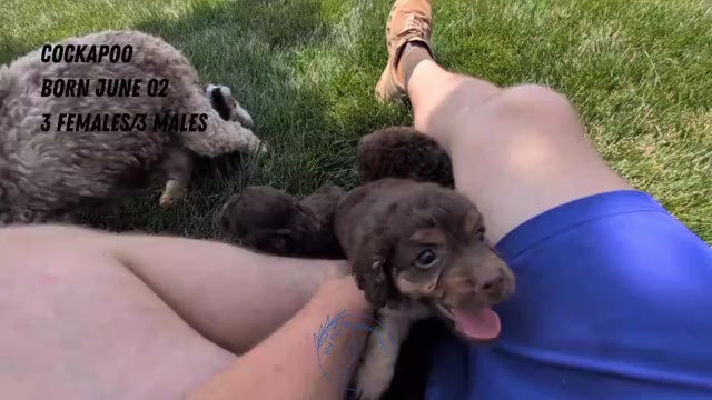 Video preview image #1 Cock-A-Poo Puppy For Sale in GOSHEN, IN, USA