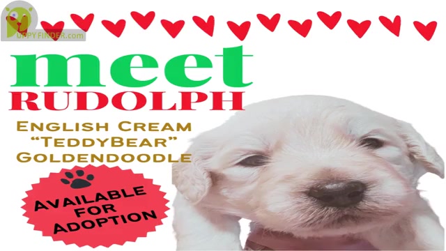 Video preview image #3  Breeder Profile in BROOMFIELD, CO, USA
