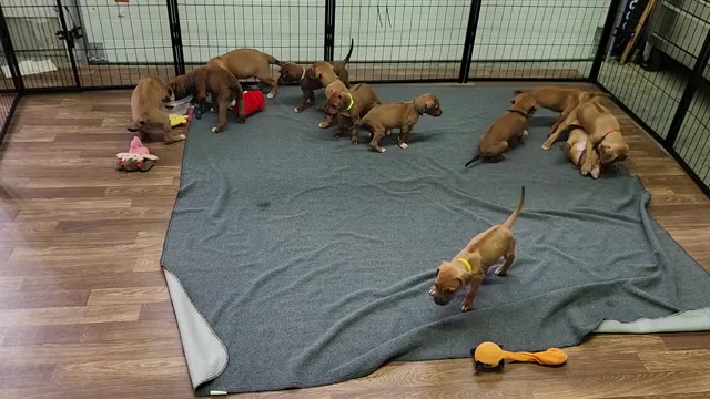 Video preview image #2  Breeder Profile in YOUNGWOOD, PA, USA