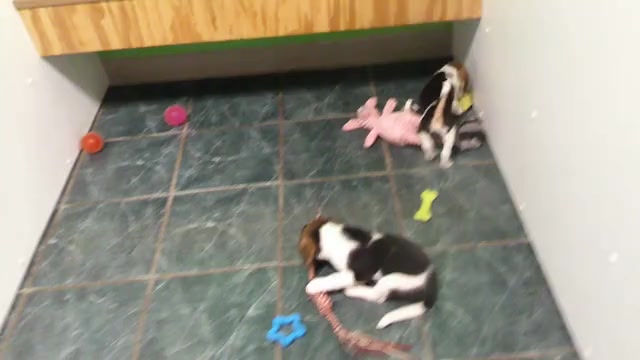 Video preview image #1 Beagle Puppy For Sale in HAMMOND, IN, USA
