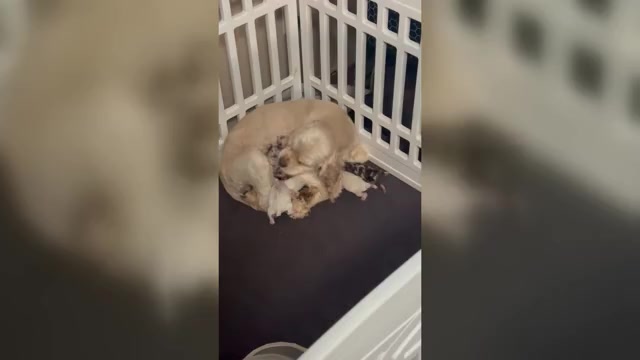 Video preview image #1 Cocker Spaniel Puppy For Sale in MARTIN, GA, USA