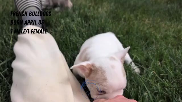 Video preview image #2 French Bulldog Puppy For Sale in GOSHEN, IN, USA