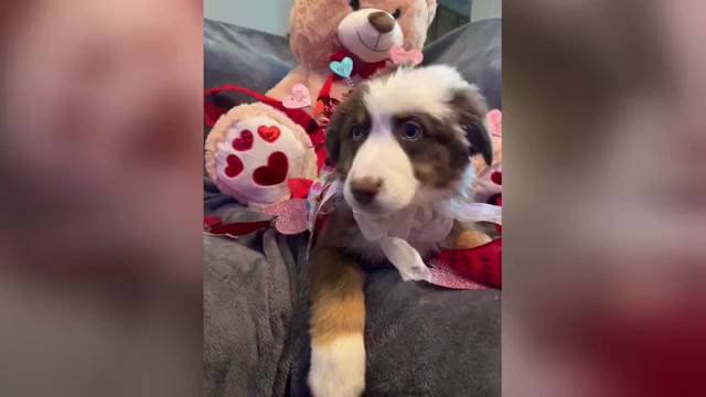 Video preview image #2  Breeder Profile in HARRISON, OH, USA