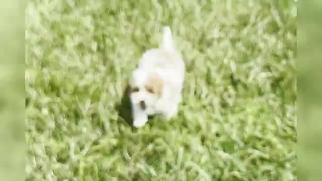Video preview image #1 Maltipoo Puppy For Sale in WARSAW, IN, USA