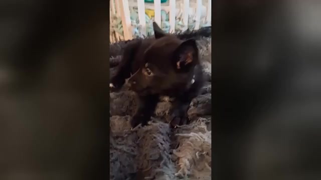 Video preview image #3 German Shepherd Dog Puppy For Sale in MIDDLETOWN, CT, USA