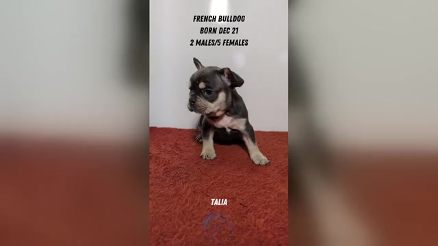 Video preview image #2 French Bulldog Puppy For Sale in GOSHEN, IN, USA