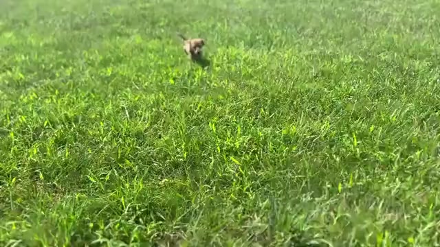 Video preview image #1 Dachshund Puppy For Sale in WARSAW, IN, USA