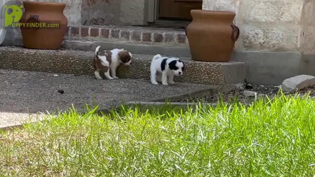 Video preview image #1  Breeder Profile in SAN ANTONIO, TX, USA