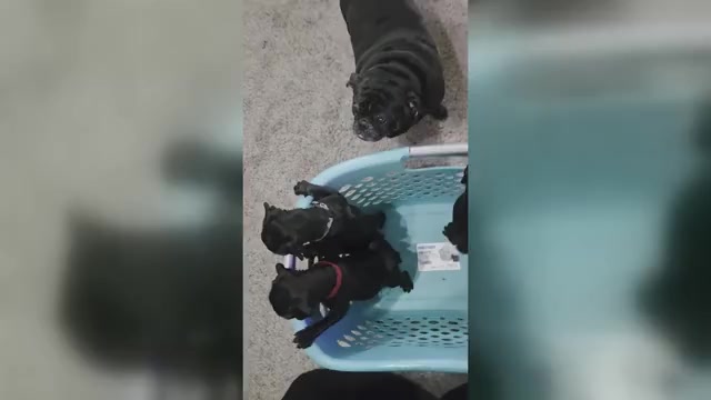 Video preview image #4 Pug Puppy For Sale in HILLSDALE, MI, USA