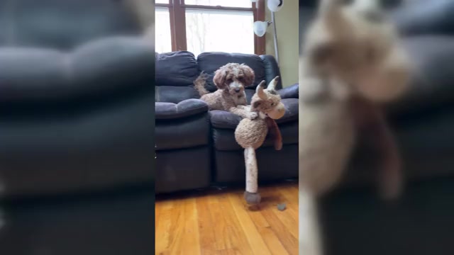 Video preview image #2 Goldendoodle (Miniature) Puppy For Sale in BELCHERTOWN, MA, USA