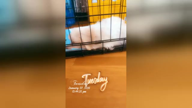 Video preview image #2 Maltipoo (Miniature) Puppy For Sale in HIGH POINT, NC, USA