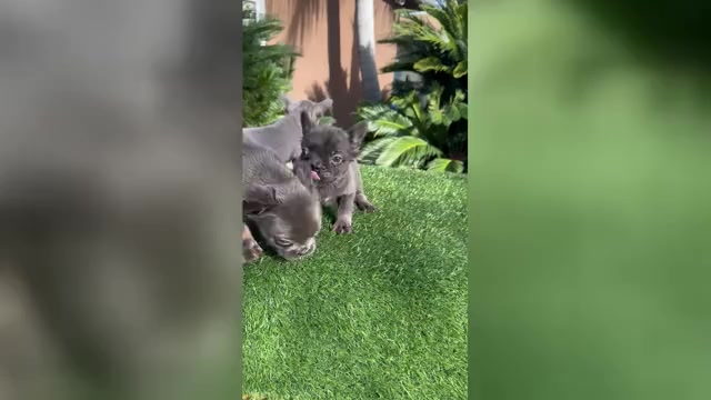 Video preview image #2 French Bulldog Puppy For Sale in LITITZ, PA, USA