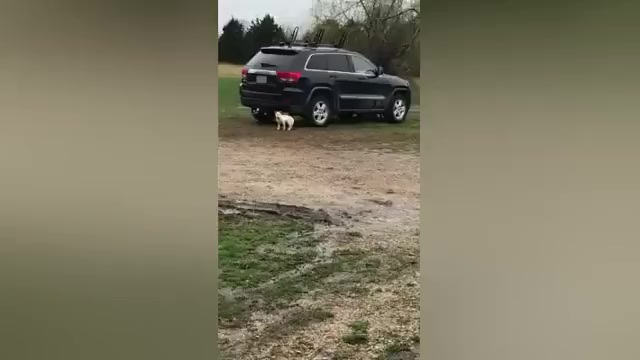 Video preview image #1 German Shepherd Dog Puppy For Sale in SPRINGFIELD, MO, USA