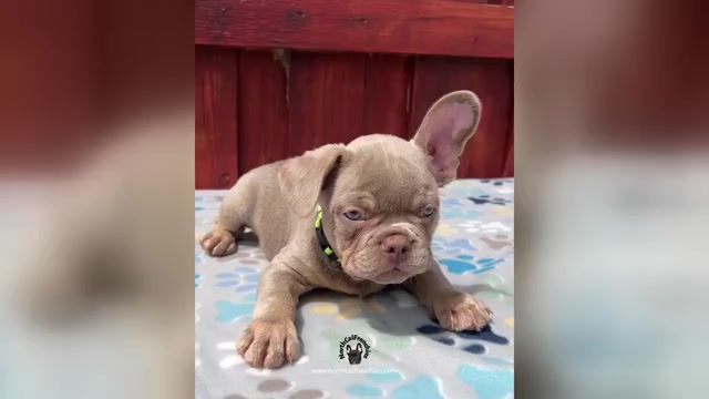 Video preview image #1 French Bulldog Puppy For Sale in SACRAMENTO, CA, USA