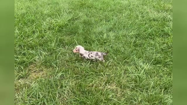 Video preview image #1 Dachshund Puppy For Sale in WARSAW, IN, USA