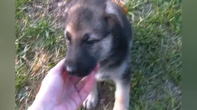 Video preview image #1 German Shepherd Dog Puppy For Sale in PIEDMONT, MO, USA