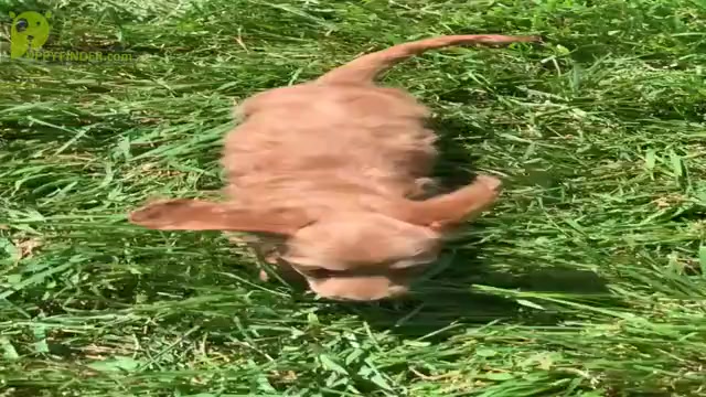 Video preview image #12 Dachshund Puppy For Sale in WARSAW, IN, USA