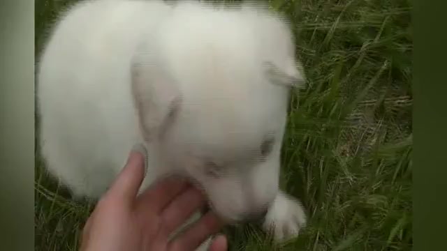 Video preview image #1 German Shepherd Dog Puppy For Sale in PIEDMONT, MO, USA