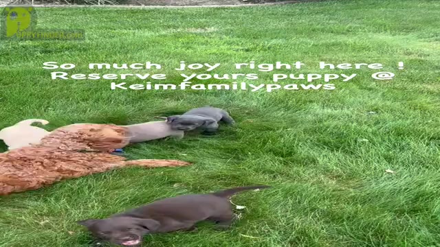 Video preview image #2  Breeder Profile in FREDERICKSBG, OH, USA