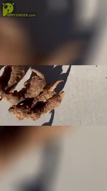 Video preview image #1 Goldendoodle Puppy For Sale in MONTROSE, CO, USA