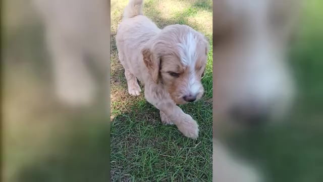 Video preview image #1 Goldendoodle Puppy For Sale in MONTELLO, WI, USA