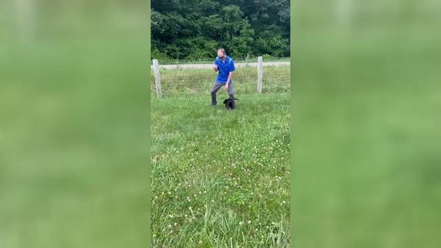 Video preview image #1 Labrador Retriever Puppy For Sale in NEOLA, WV, USA