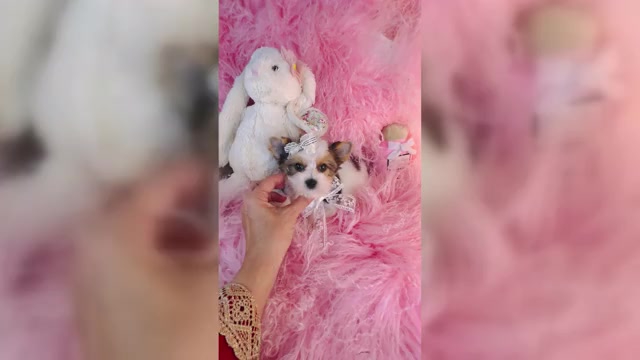 Video preview image #4 Yorkshire Terrier Puppy For Sale in MELROSE VISTA, FL, USA
