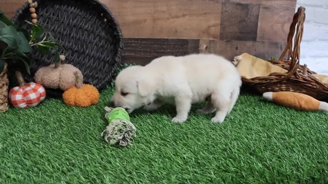 Video preview image #1 Labrador Retriever Puppy For Sale in SYRACUSE, IN, USA