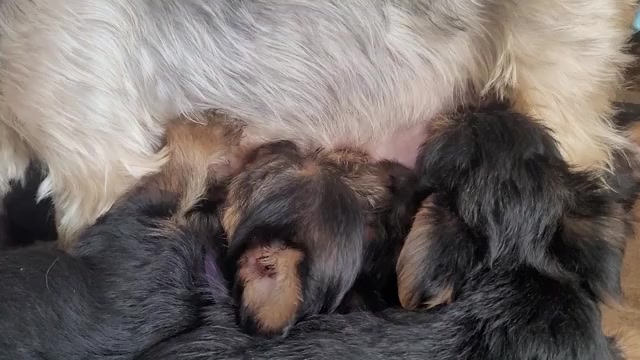 Video preview image #2 Yorkshire Terrier Puppy For Sale in AKRON, OH, USA